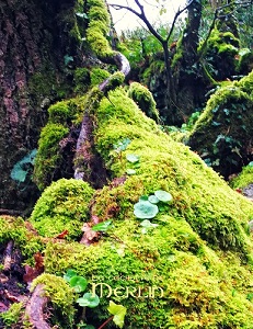 Brocéliande, une forêt enchantée